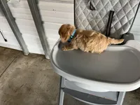 Buddy, a male German Shepherd Dog for sale in Whiteville, NC – Photo 6 of 9