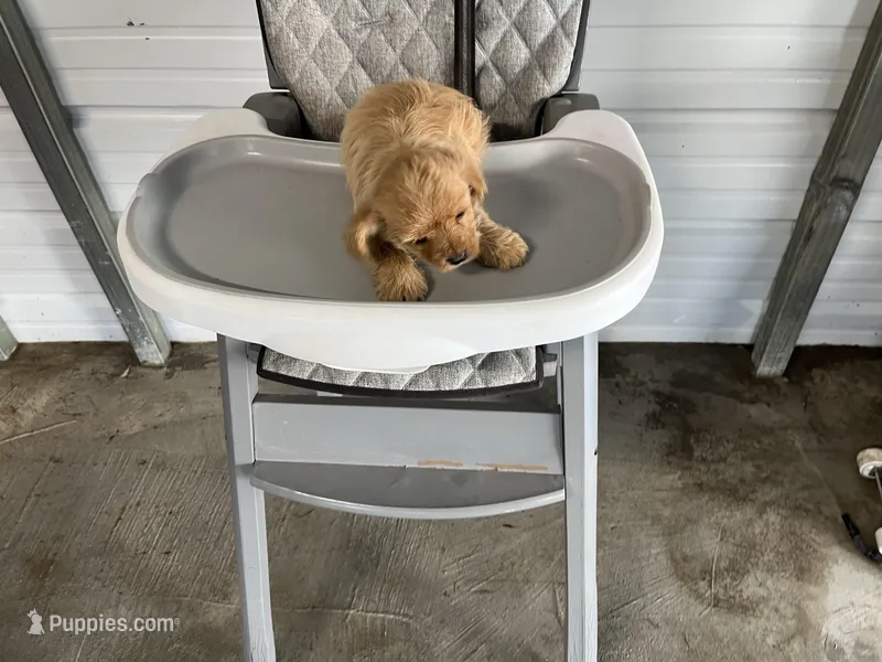 Buddy – German Shepherd Dog puppy for sale in Whiteville, NC