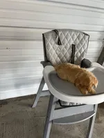 Buddy, a male German Shepherd Dog for sale in Whiteville, NC – Photo 8 of 9