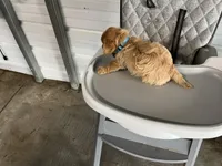 Buddy, a male German Shepherd Dog for sale in Whiteville, NC – Photo 4 of 9