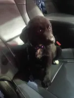 Sandy, a female Golden Retriever and Labrador Retriever for sale in Whiteville, NC – Photo 5 of 6