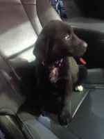 Sandy, a female Golden Retriever and Labrador Retriever for sale in Whiteville, NC – Photo 3 of 6