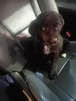 Sandy, a female Golden Retriever and Labrador Retriever for sale in Whiteville, NC – Photo 1 of 6