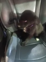 Sandy, a female Golden Retriever and Labrador Retriever for sale in Whiteville, NC – Photo 4 of 6