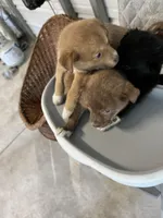 Zeus, a  German Shepherd Dog and Labrador Retriever for sale in Whiteville, NC – Photo 3 of 7