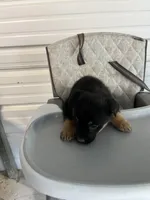 Zeus, a  German Shepherd Dog and Labrador Retriever for sale in Whiteville, NC – Photo 4 of 7