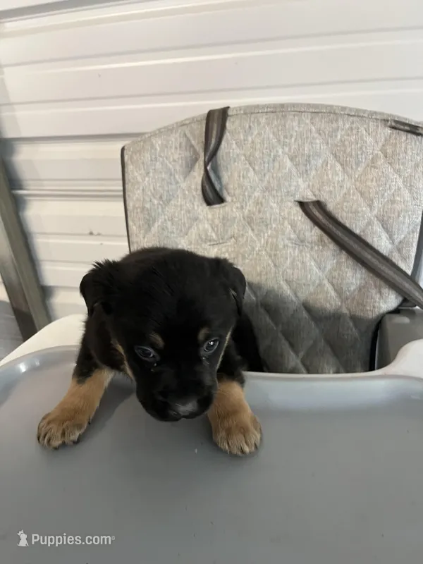 Zeus – German Shepherd Dog, Labrador Retriever puppy for sale in Whiteville, NC