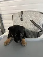 Zeus, a  German Shepherd Dog and Labrador Retriever for sale in Whiteville, NC – Photo 1 of 7