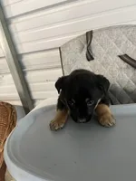 Zeus, a  German Shepherd Dog and Labrador Retriever for sale in Whiteville, NC – Photo 6 of 7