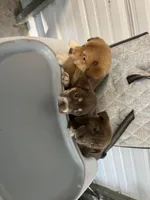 Zeus, a  German Shepherd Dog and Labrador Retriever for sale in Whiteville, NC – Photo 7 of 7