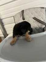 Zeus, a  German Shepherd Dog and Labrador Retriever for sale in Whiteville, NC – Photo 5 of 7