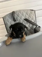 Zeus, a  German Shepherd Dog and Labrador Retriever for sale in Whiteville, NC – Photo 2 of 7