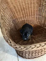 Zeus, a male German Shepherd Dog and Labrador Retriever for sale in Whiteville, NC – Photo 6 of 6