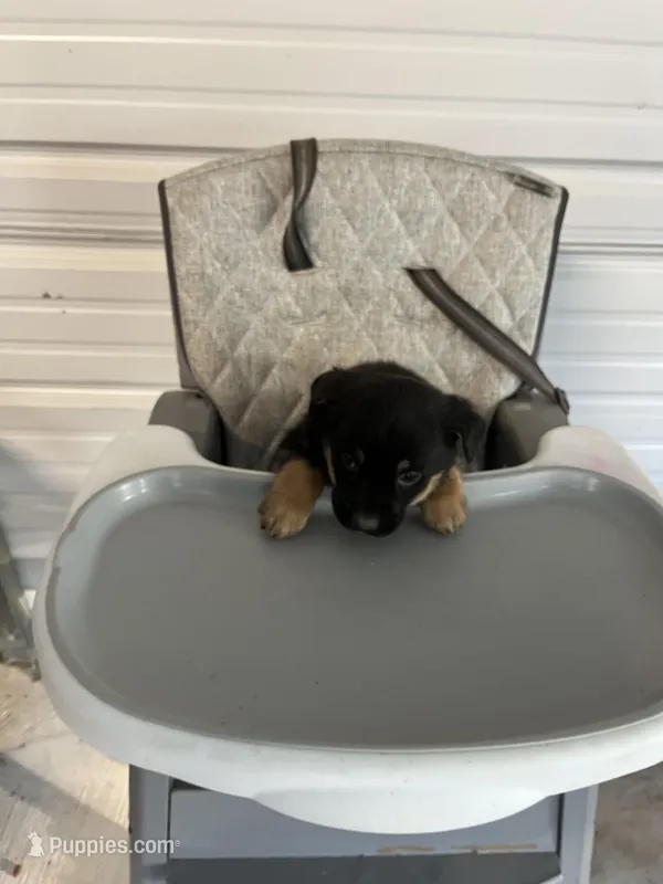 Zeus – German Shepherd Dog, Labrador Retriever puppy for sale in Whiteville, NC