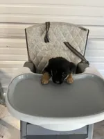 Zeus, a male German Shepherd Dog and Labrador Retriever for sale in Whiteville, NC – Photo 1 of 6