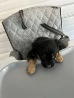 Zeus, a male German Shepherd Dog and Labrador Retriever for sale in Whiteville, NC – Photo 2 of 6