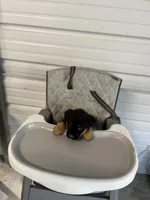 Zeus, a male German Shepherd Dog and Labrador Retriever for sale in Whiteville, NC – Photo 5 of 6