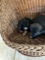 Zeus, a male German Shepherd Dog and Labrador Retriever for sale in Whiteville, NC – Photo 4 of 6