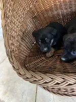 Zeus, a male German Shepherd Dog and Labrador Retriever for sale in Whiteville, NC – Photo 3 of 6