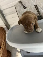 Nova, a female German Shepherd Dog and Labrador Retriever for sale in Whiteville, NC – Photo 3 of 5
