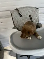 Nova, a female German Shepherd Dog and Labrador Retriever for sale in Whiteville, NC – Photo 4 of 5