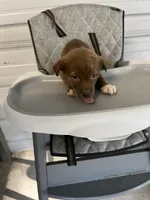 Nova, a female German Shepherd Dog and Labrador Retriever for sale in Whiteville, NC – Photo 2 of 5