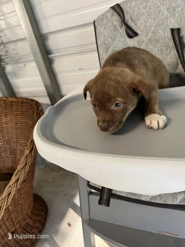 Nova – German Shepherd Dog, Labrador Retriever puppy for sale in Whiteville, NC