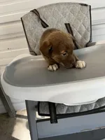 Nova, a female German Shepherd Dog and Labrador Retriever for sale in Whiteville, NC – Photo 5 of 5