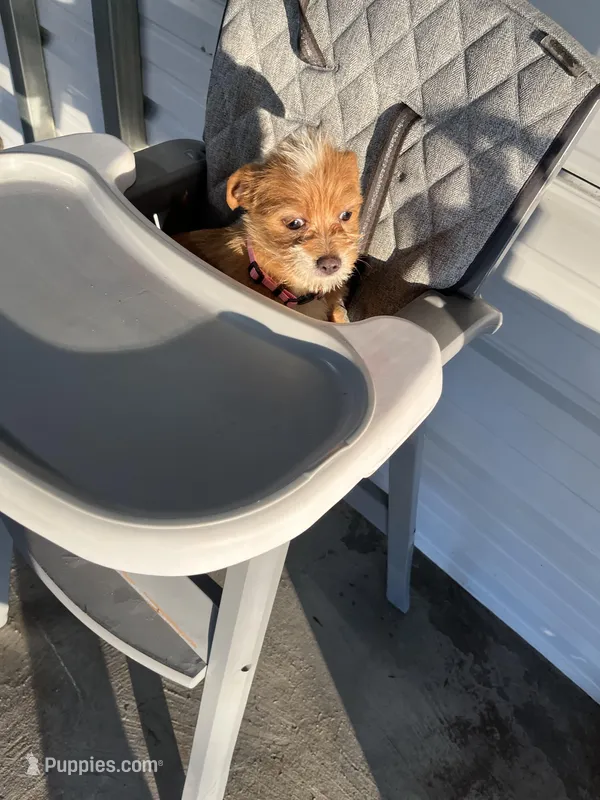 Daisy – Chihuahua puppy for sale in Whiteville, NC