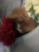 processed/b449f380-f3b3-4333-9387-e95f46a51196/listing/637cda81-97ec-4edb-8310-d08d9f3de771/3d8a1dea-5445-4c8c-9a57-50bb6073e432