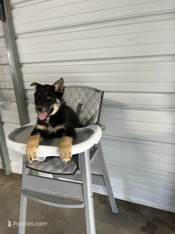 Charlie – German Shepherd Dog puppy for sale in Whiteville, NC
