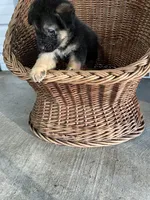 Charlie, a male German Shepherd Dog for sale in Whiteville, NC – Photo 5 of 5