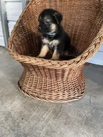 Charlie, a male German Shepherd Dog for sale in Whiteville, NC – Photo 4 of 5