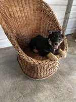 Charlie, a male German Shepherd Dog for sale in Whiteville, NC – Photo 3 of 5