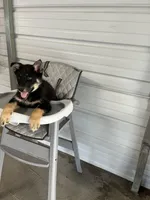 Charlie, a male German Shepherd Dog for sale in Whiteville, NC – Photo 2 of 5