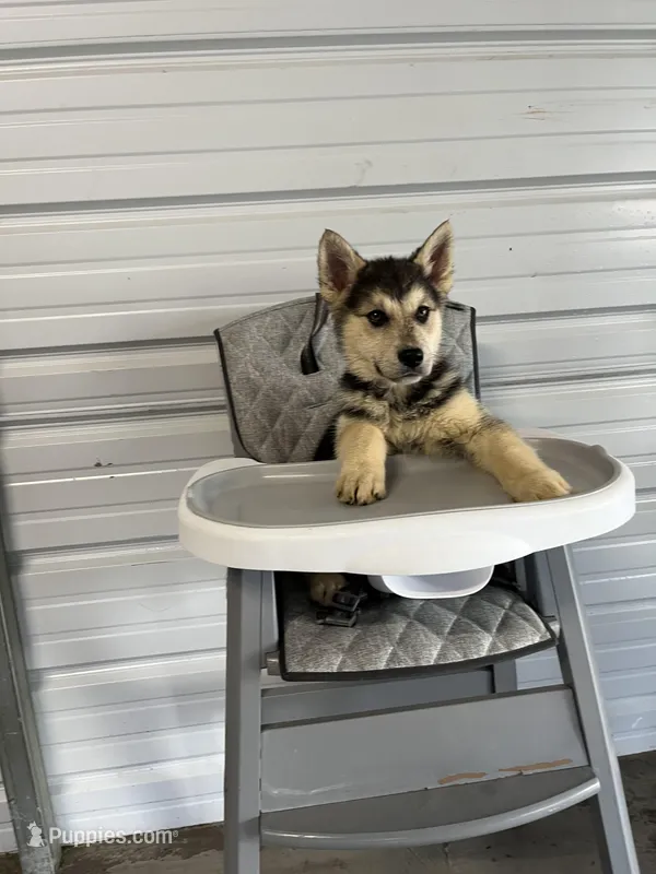 Bruno – German Shepherd Dog puppy for sale in Whiteville, NC