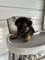 Rocky, a male German Shepherd Dog for sale in Whiteville, NC – Photo 2 of 8