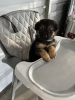 Rocky, a male German Shepherd Dog for sale in Whiteville, NC – Photo 6 of 8