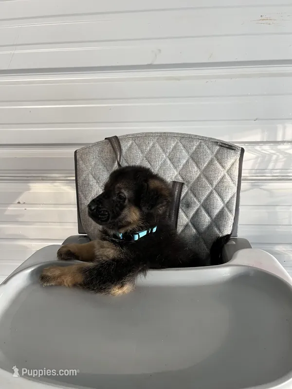 Rocky – German Shepherd Dog puppy for sale in Whiteville, NC