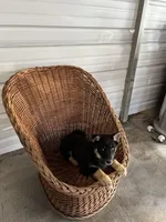 Rocky, a male German Shepherd Dog for sale in Whiteville, NC – Photo 5 of 8