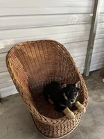 Rocky, a male German Shepherd Dog for sale in Whiteville, NC – Photo 7 of 8