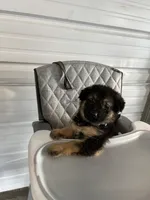 Rocky, a male German Shepherd Dog for sale in Whiteville, NC – Photo 3 of 8