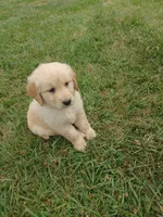Charlie, a male Golden Retriever for sale in Whiteville, NC – Photo 2 of 2