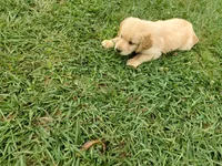 Charlie, a male Golden Retriever for sale in Whiteville, NC – Photo 1 of 2