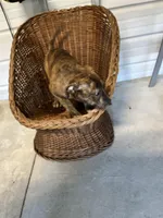 Tiger, a male Labrador Retriever for sale in Whiteville, NC – Photo 5 of 7