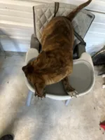 Tiger, a male Labrador Retriever for sale in Whiteville, NC – Photo 6 of 7