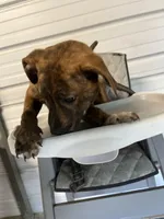 Tiger, a male Labrador Retriever for sale in Whiteville, NC – Photo 3 of 7