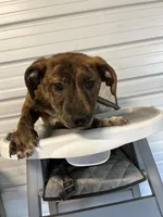 Tiger, a male Labrador Retriever for sale in Whiteville, NC – Photo 2 of 7