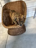 Tiger, a male Labrador Retriever for sale in Whiteville, NC – Photo 7 of 7