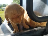 Milo, a male Golden Retriever for sale in Whiteville, NC – Photo 6 of 6